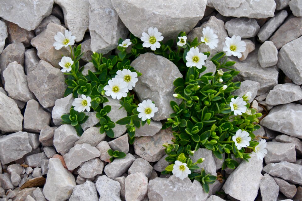 Alpine rock garden delicate