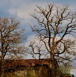 Trees sky hut photo