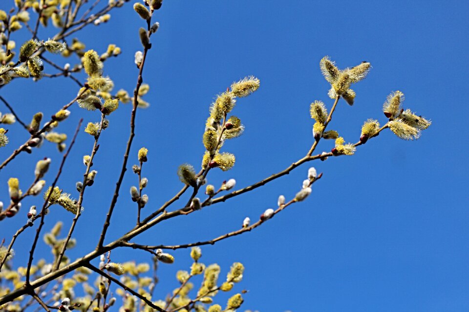 Nature flower flowering