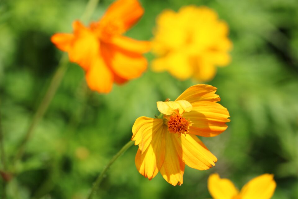 Spring floral summer