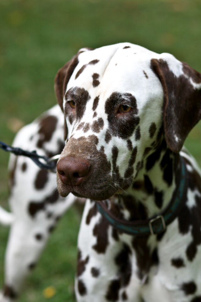 Dog ñejo dalmata walk