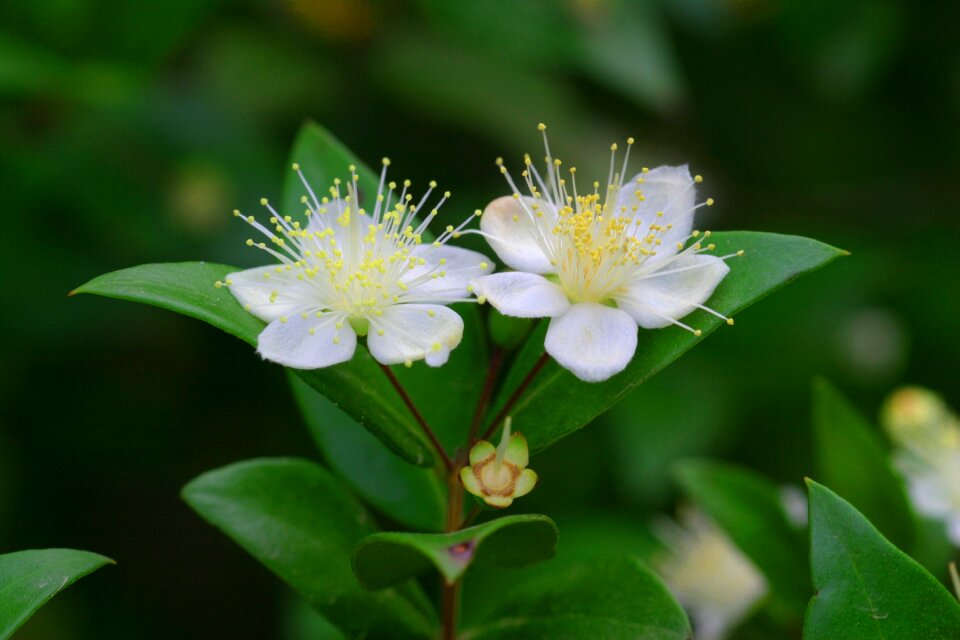 Flower myrtle nature