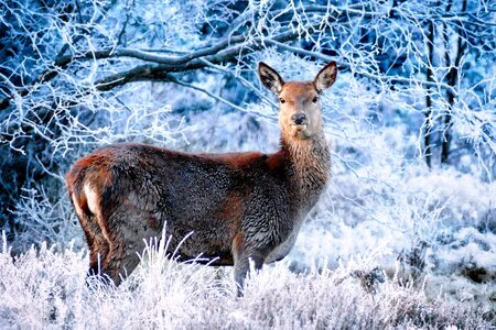 Forest forest in winter winter's tale