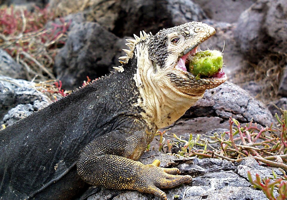 Ecuador animal reptile