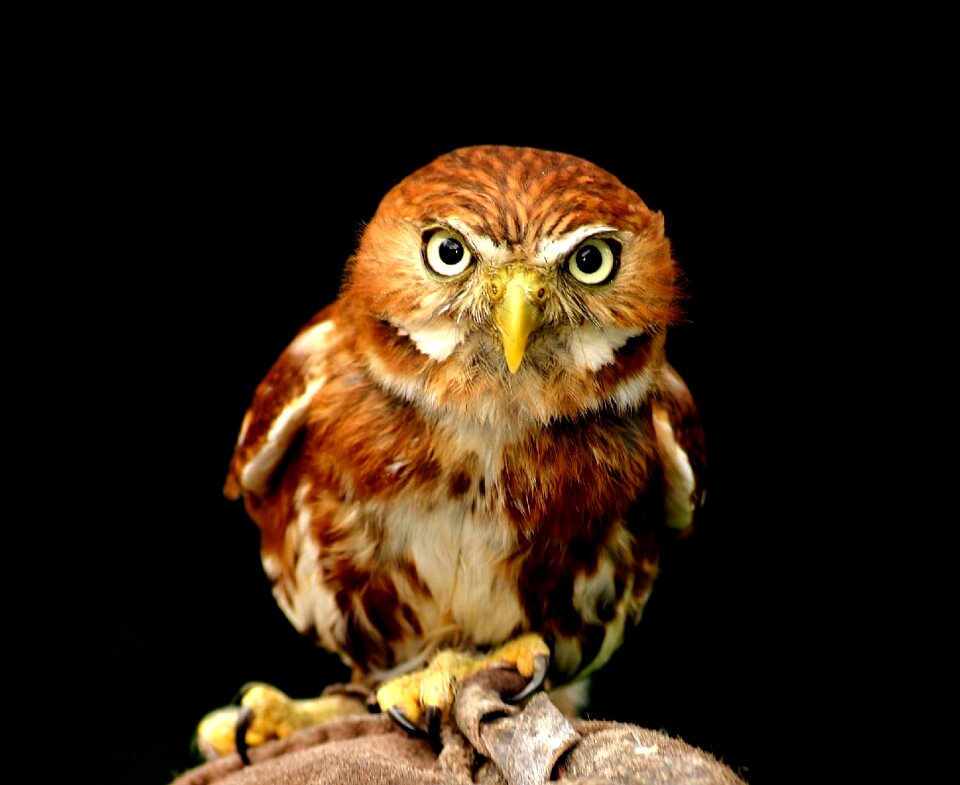 Animal world night active feather