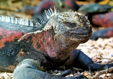 Lizard ecuador animal