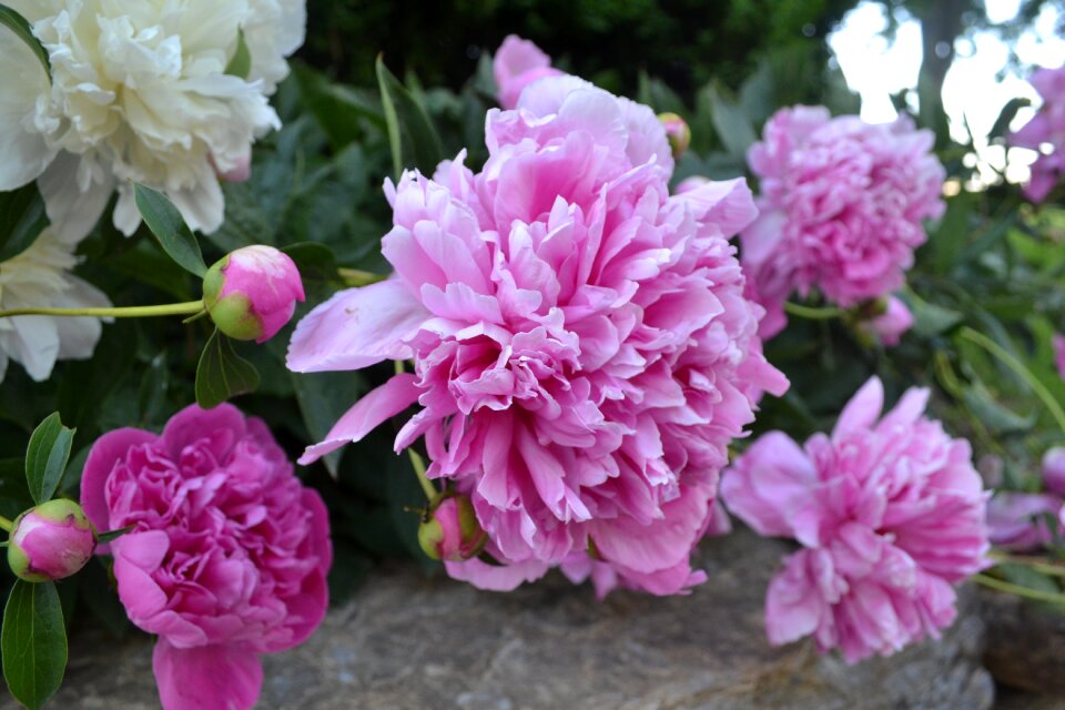 Earth day flowers spring