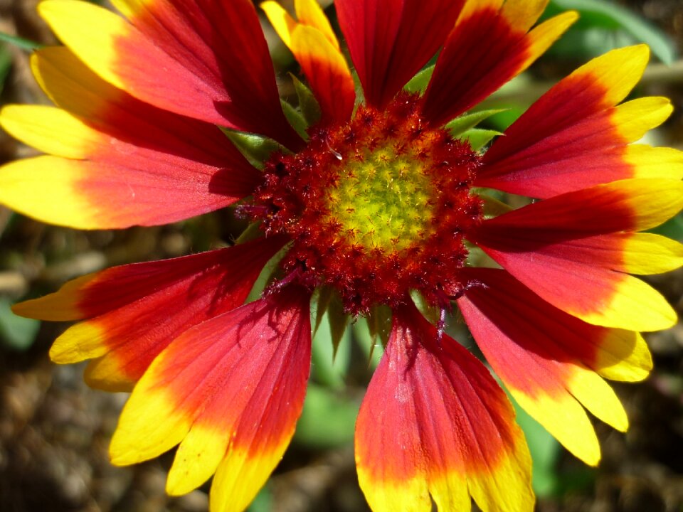 Meadow garden flower summer