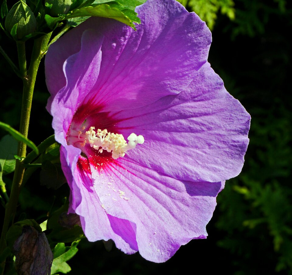 Purple violet stamens
