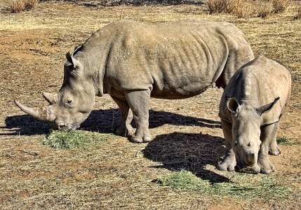 Wild africa mammal