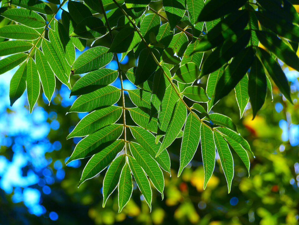 Autumn in the morning sunshine