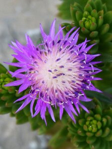 Cirsium arvense thistle canada thistle