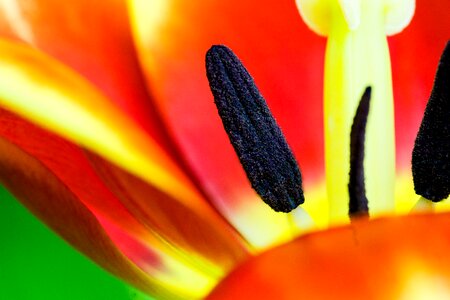 Macro piestik sticks flower