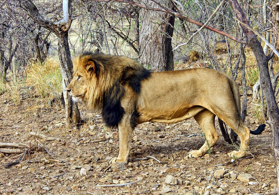 Wildlife animal mammal