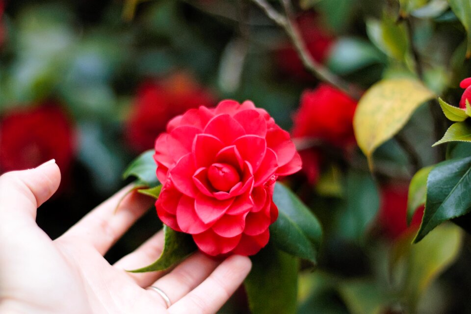Flower isolated fragility freshness