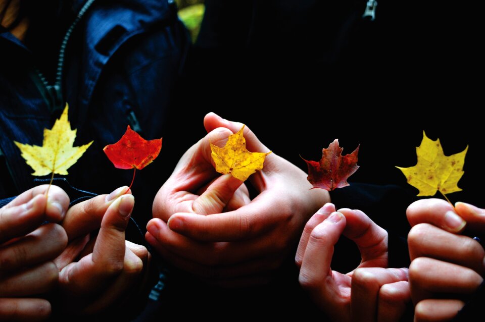 Colours dry leaves hands
