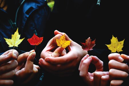 Colours dry leaves hands