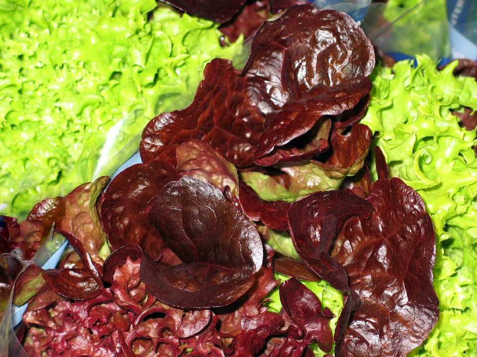 Eat fresh lamb's lettuce