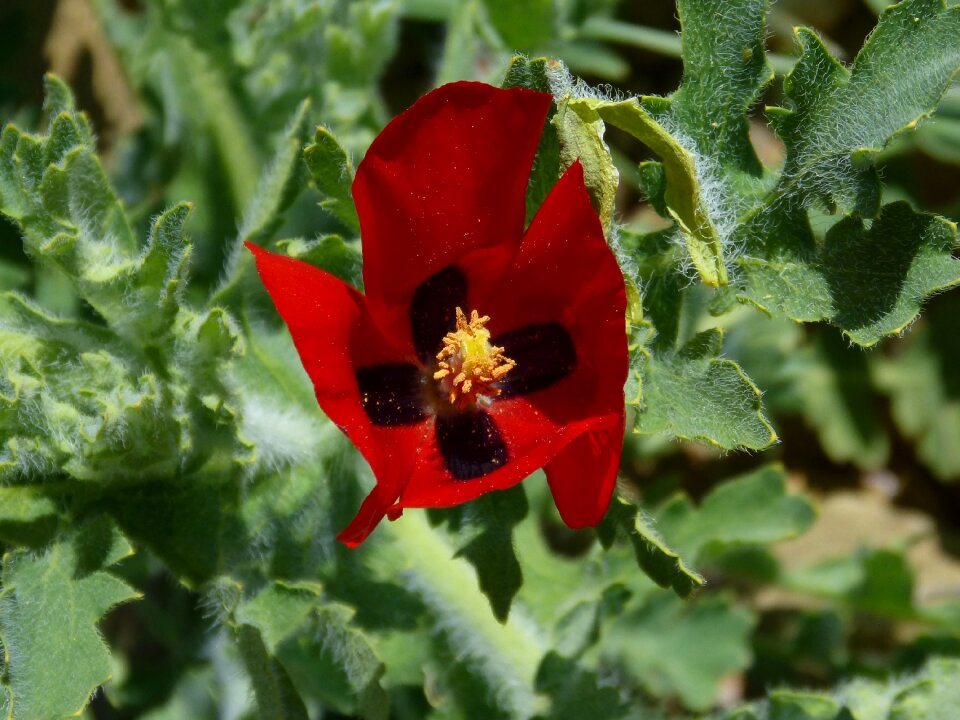 Glaucium horned poppy poppy