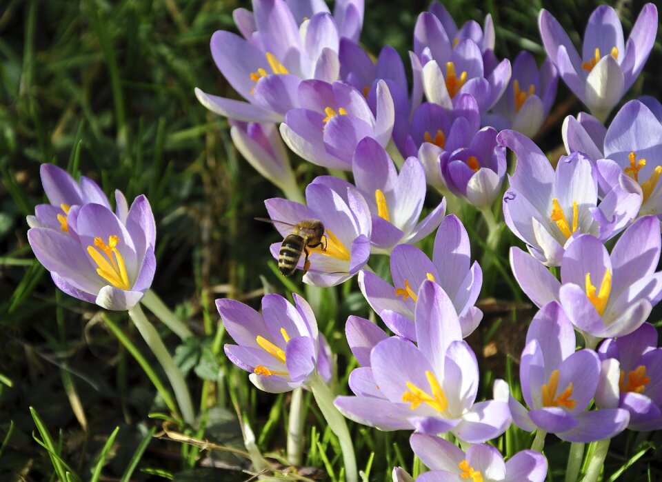 Pollination spring crocus violet