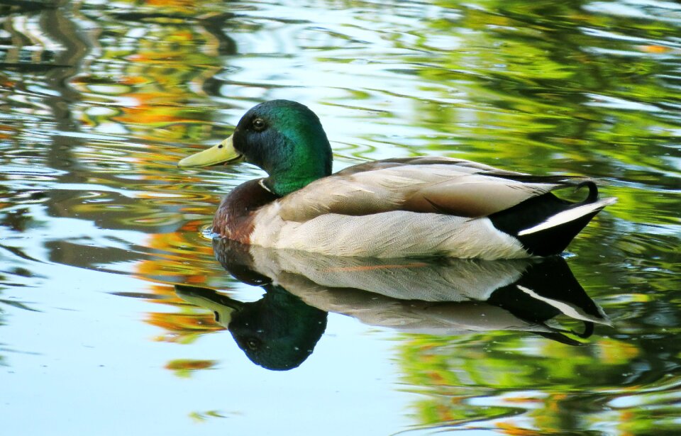 Water reflection wildlife