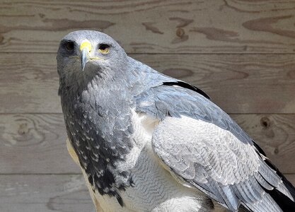 Bird nature heraldic animal