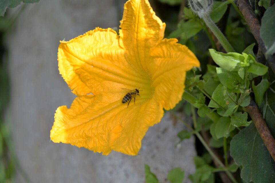 Garden summer insect garden photo