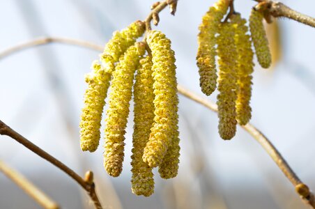 Spring close up hazel