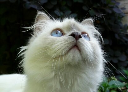 Blue eyes fuffy white fur