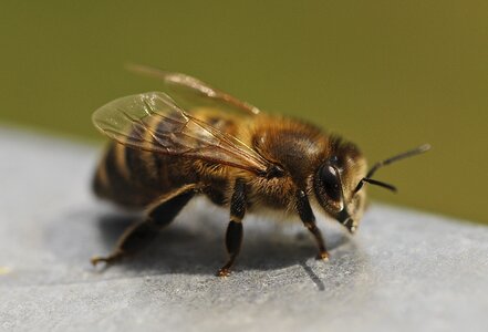 Bee close up insect photo