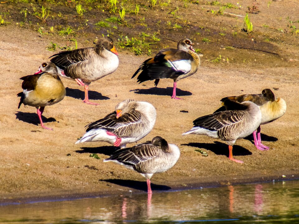 Water bird bird nature