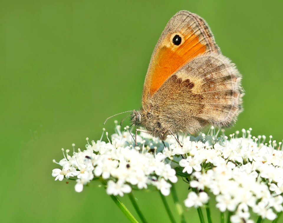 Edelfalter butterflies insect