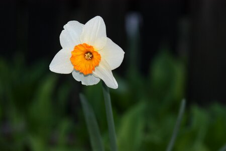 Flower yellow spring photo