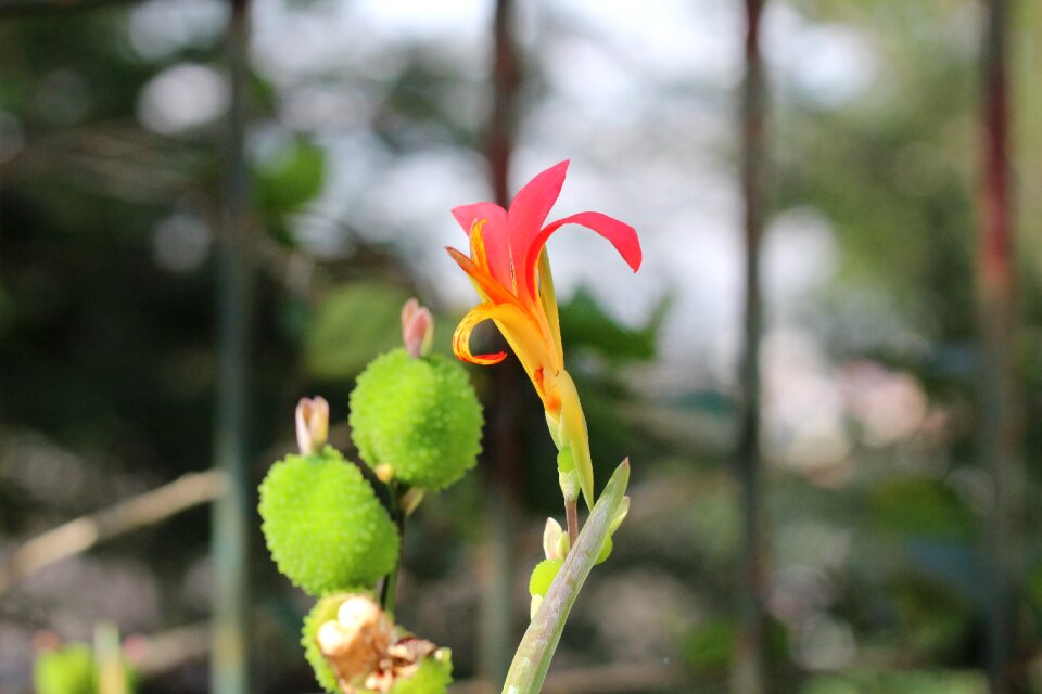 Cactus flower brazil