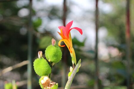 Cactus flower brazil