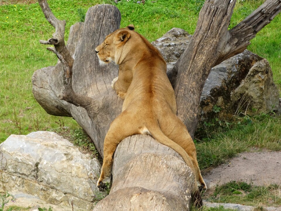 Relax tree trunk zoo