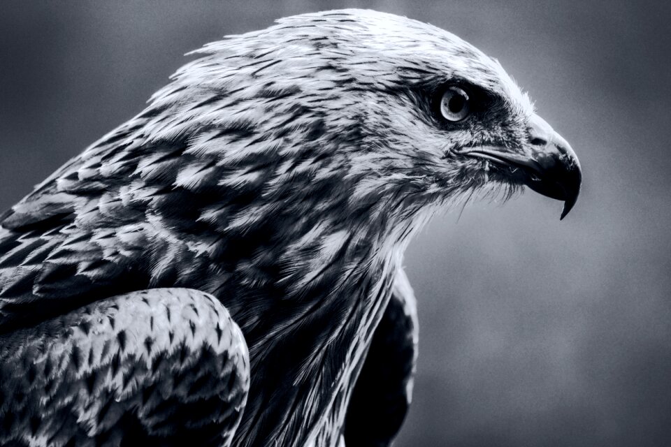Raptor bird of prey wildlife