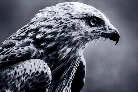 Raptor bird of prey wildlife
