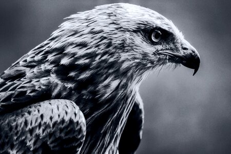 Raptor bird of prey wildlife photo