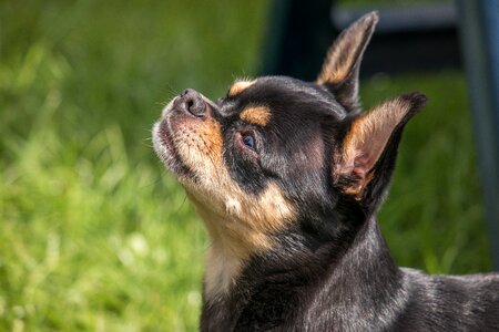 Small small dog pet photo