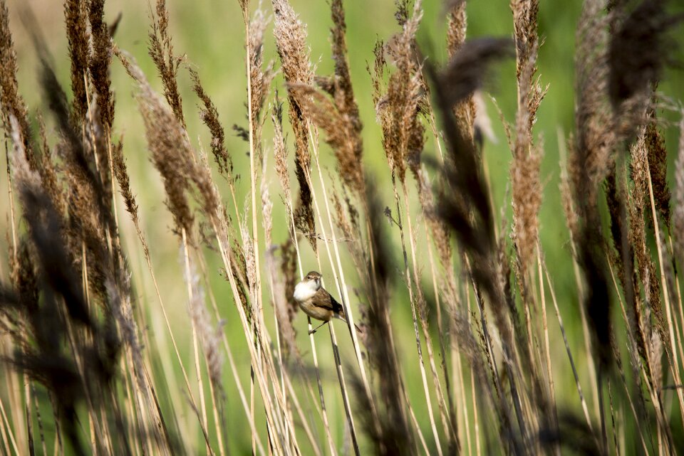 Wildlife nature birdwatching