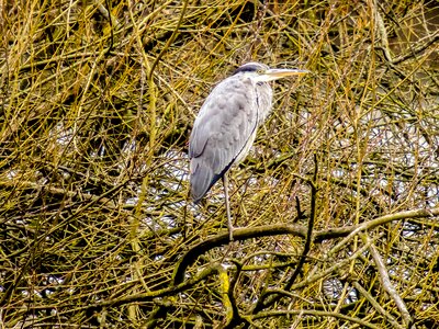 Bird nature animal