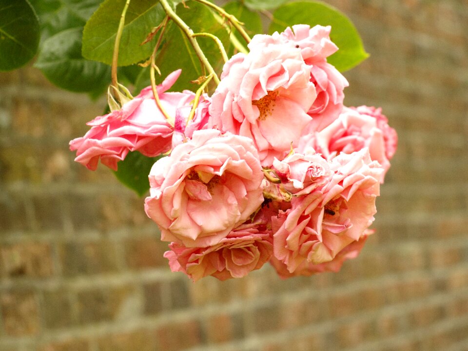 Roses flower red