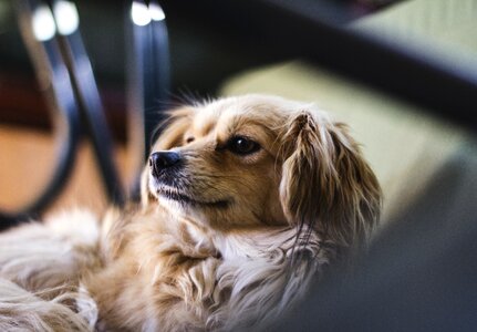 Dog hairy pet