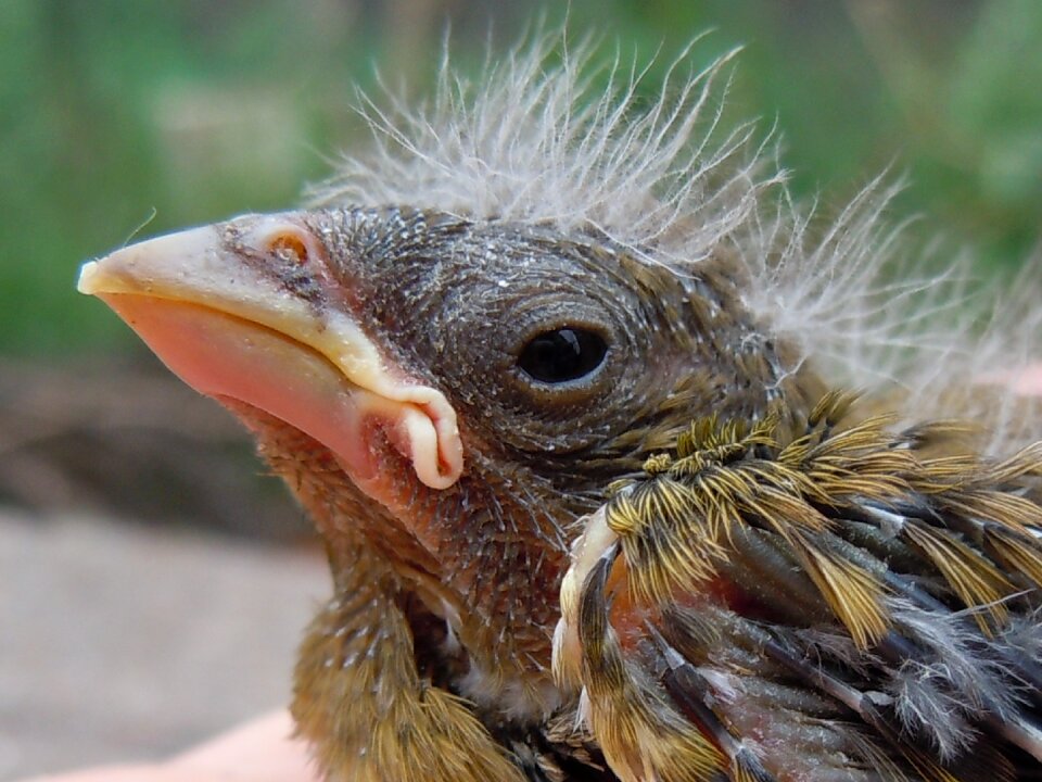 Young bird dons greenfinch
