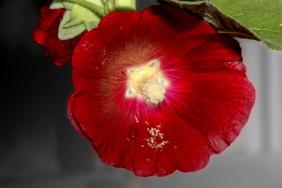 Mallow plant flower