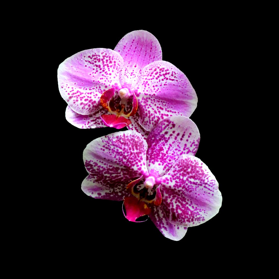 Purple flower nature