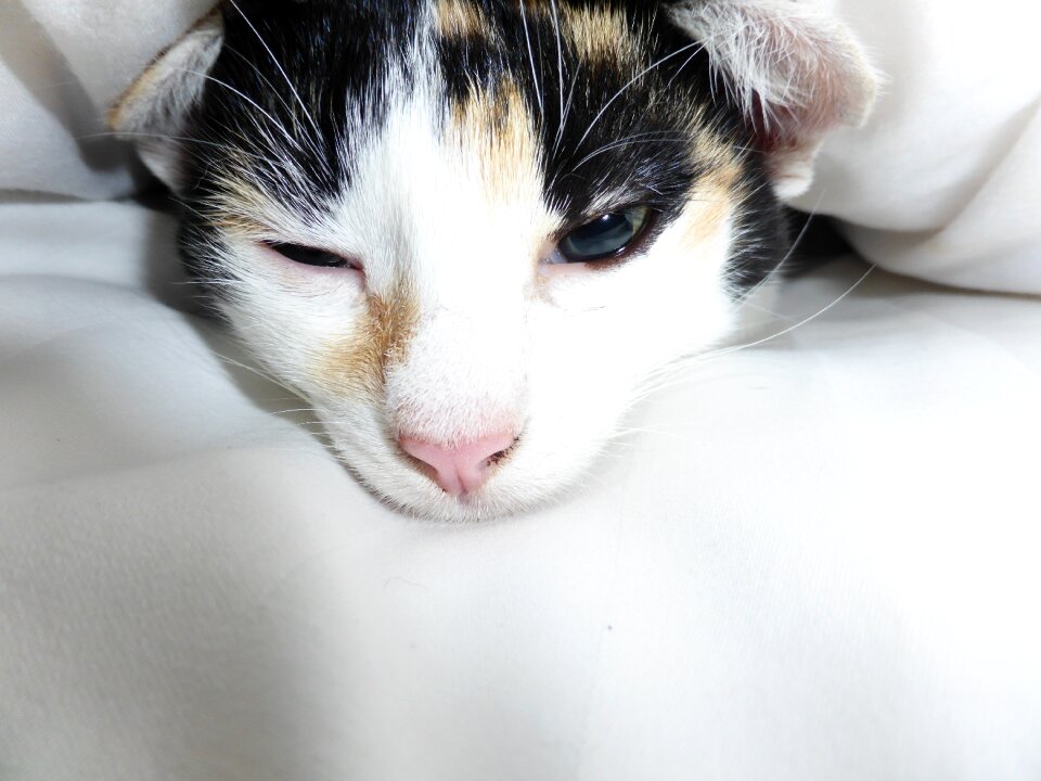 Snuggle tired whiskers