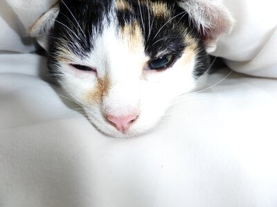 Snuggle tired whiskers