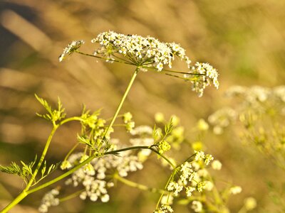 Herbs summer urticaceae